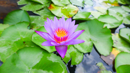 lotus in the pond