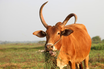 Fototapeta premium Curious cow eating grass at the field