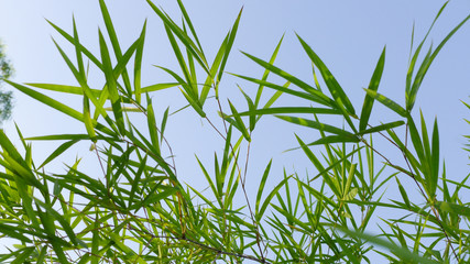 Fototapeta premium bamboo leaves on the blue sky background