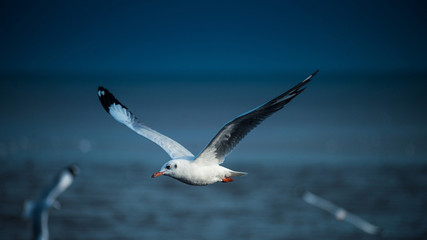 seagull flying in the sky at Bangpu, Thailand.