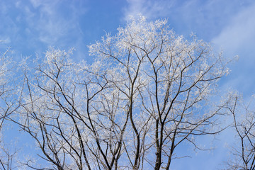 Fototapeta na wymiar Branches of acacia tree covered with frost against the sky