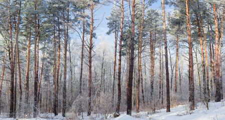 Fototapeta premium Winter forest with deciduous and conifers trees in sunny day