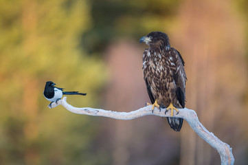 white-tailed eagle and magpie