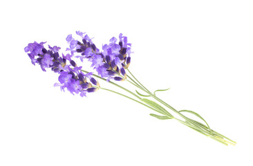 Lavender flowers in closeup. Bunch of lavender flowers isolated over white background.