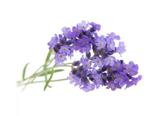 Closeup of lavender flowers isolated on a white background.