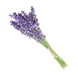 Lavender flowers in closeup. Bunch of lavender flowers isolated over white background.