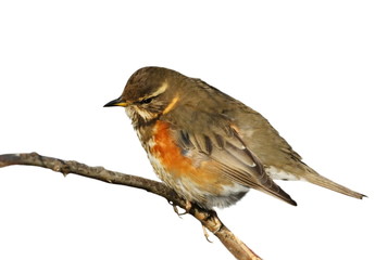 Redwing on branch, song thrush isolated on white, Turdus iliacus