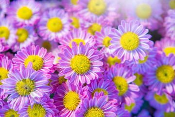 Obraz premium Abstract blur and soft of Purple chrysanthemum flower for background , Floral background for design card