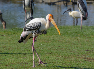 Painted Stork(Ibis leucocephalus), beautiful bird walking in a zoo, Thailand.