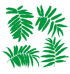Fototapeta na wymiar green leaf set