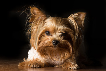 Portrait of a Girl Yorkshire Terrier