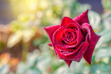 Fototapeta na wymiar Red rose in the garden, Sun light flare, Selective focus