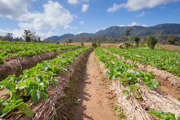 Fototapeta na wymiar Strawberry green farm with background of mountain in north east of Thailand