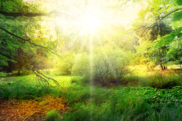 Obraz premium ein einsamer Wald im Frühling bei vollem Sonnenschein