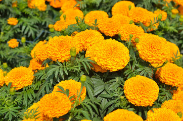 Marigolds (Tagetes erecta, Mexican marigold, Aztec marigold, Afr