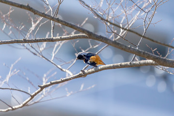 Daurian redstart,JOUBITAKI