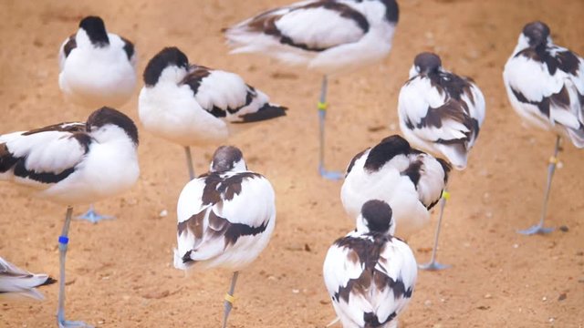 large flock Pied avocet or Recurvirostra avosetta standing on the shore on one leg and sleep. Telephoto lens. Shallow depth of field. Shot in motion