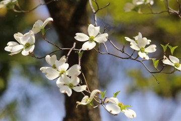 ハナミズキ　白い花