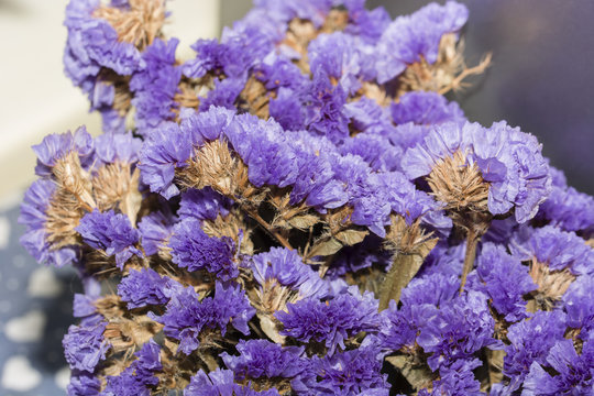 Blue Dried Flowers.