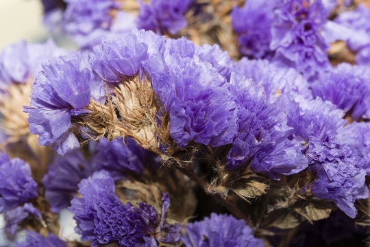 Blue Dried Flowers.