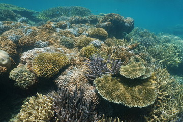 Fototapeta na wymiar Soft and hard corals underwater on a reef in the lagoon of Grande Terre island, south Pacific ocean, New Caledonia 