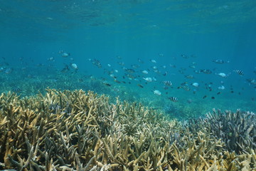 Underwater coral reef with a school of fish (mostly sergeant damselfish) over staghorn corals, south Pacific ocean, New Caledonia
