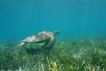 Wall murals Tortoise Underwater green sea turtle swims over grassy seabed, south Pacific ocean, lagoon of Grand Terre island in New Caledonia  