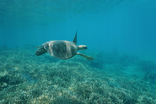 Green sea turtle underwater, Chelonia mydas, swimming over a coral reef, New Caledonia, south Pacific ocean

