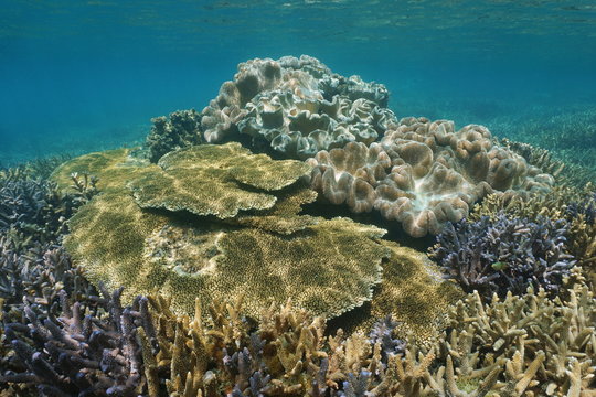 Staghorn and table hard corals with toadstool soft coral underwater on a shallow reef in the lagoon of Grande Terre island, south Pacific ocean, New Caledonia
