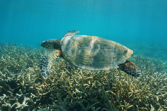 Hawksbill sea turtle underwater, Eretmochelys imbricata, over a coral reef, south Pacific ocean, New Caledonia
