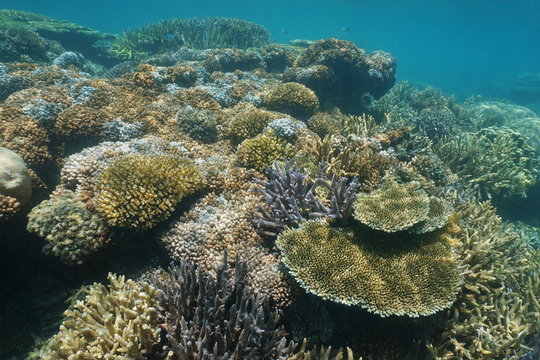 Soft and hard corals underwater on a reef in the lagoon of Grande Terre island, south Pacific ocean, New Caledonia
