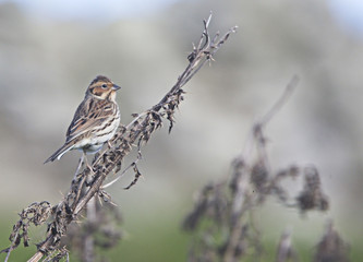 Little Bunting (Emberiza pusilla), perched on dead thistle stems, Shetland, Scotland, UK.