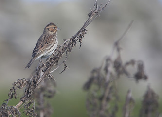 Little Bunting (Emberiza pusilla), perched on dead thistle stems, Shetland, Scotland, UK.