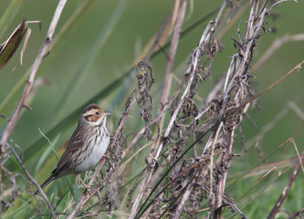 Little Bunting (Emberiza pusilla), perched on dead thistle stems, Shetland, Scotland, UK.