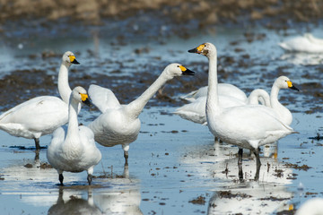 Fototapeta premium 佇む白鳥