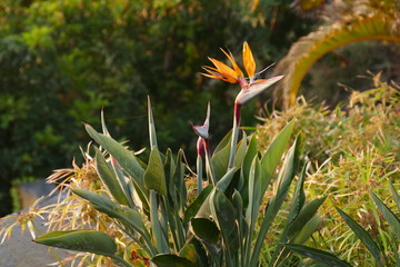 Strelitzia reginae - Paradiesvogelblume, Papageienblume