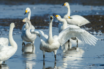 翼を広げる白鳥
