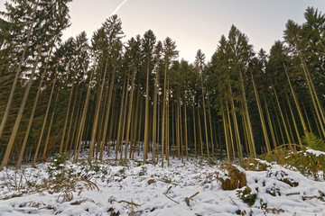 trees like matches in a forest