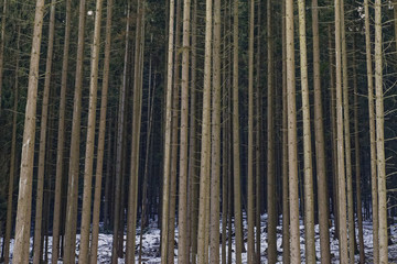 Obraz premium trees like matches in a forest