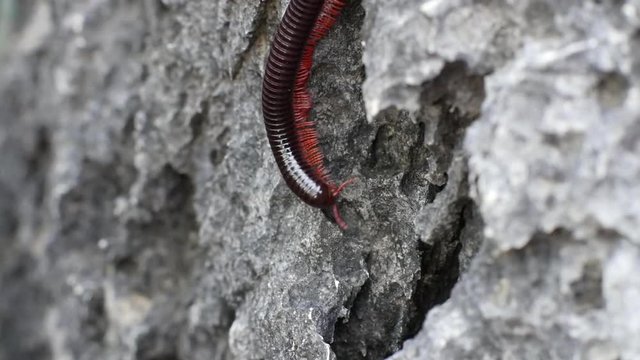 Closeup view of a large, venomous millipede crawls on the rocks in the forests of Thailand