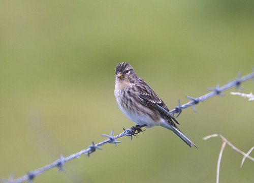 Twite (Carduelis flavirostris) perched on a barbed wire fence, Shetland, Scotland, UK.