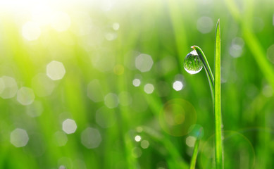 Fresh green spring grass with dew drops closeup.