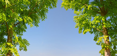 Obraz premium Two trees with green leaves and blue sky as background.