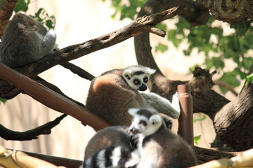 ワオキツネザル