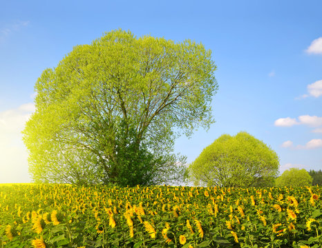 Spring landscape with sunflower field in sunny day.