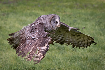a close photograph of a great gray grey owl Strix nebulosa in flight. Flying from left to right in the frame