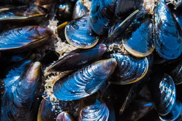 Mussel on a sandy beach. Background. Close-up.