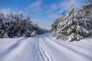 ski run in the winter forest