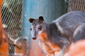 Wallaby à raies blanches