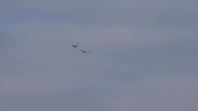 wildlife birds - crow chasing buzzard - Staffordshire, England: January 2017